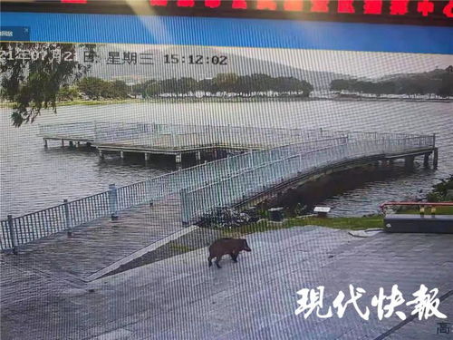 南京玄武湖惊现野猪横渡，生态恢复的见证还是警示？